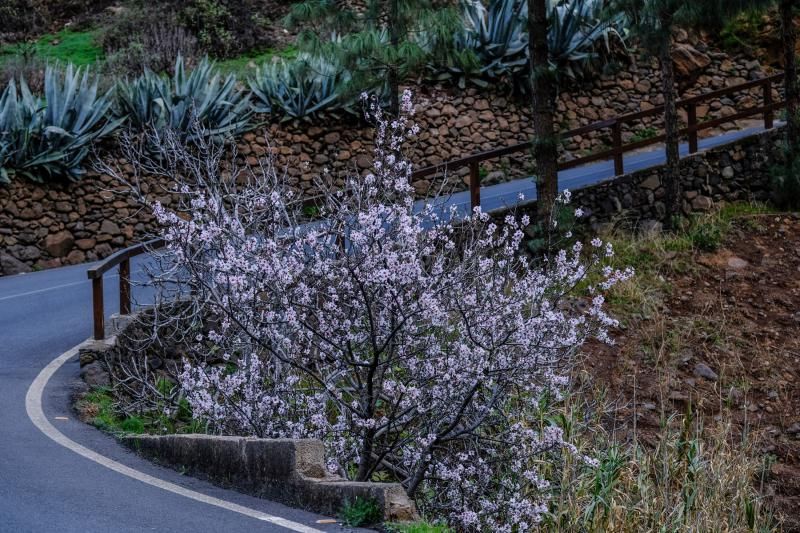 Almendros en flor en Guayadeque