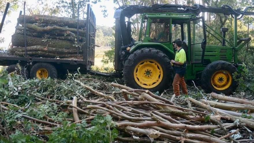 La tala de árboles para mantener limpio el paseo alarma a los usuarios de  As Salinas - Faro de Vigo