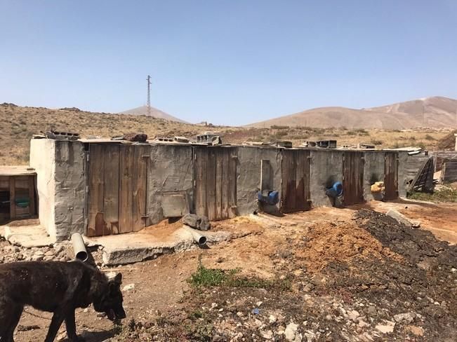 Desmantelan en Arrecife una "granja ilegal" con animales desnutridos