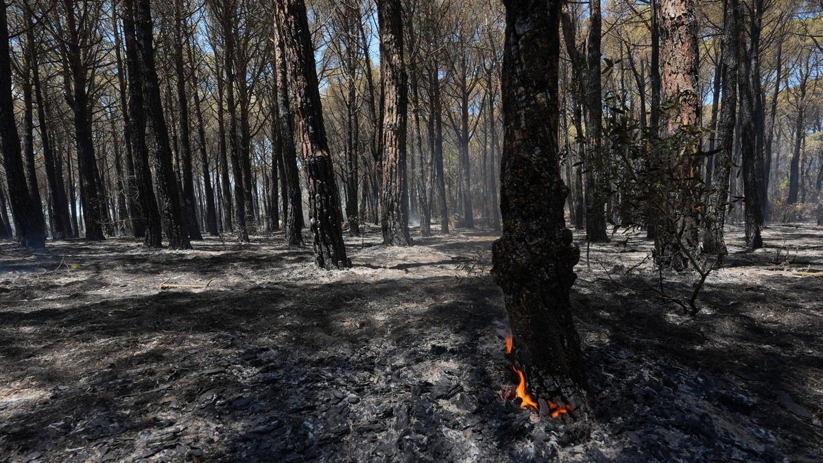 Imatges aèries de l'incendi forestal de les Gavarres.