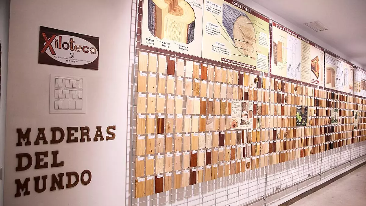 ¿Sabes qué es una xiloteca? La Universidad de Alcalá tiene la más grande de España y Portugal