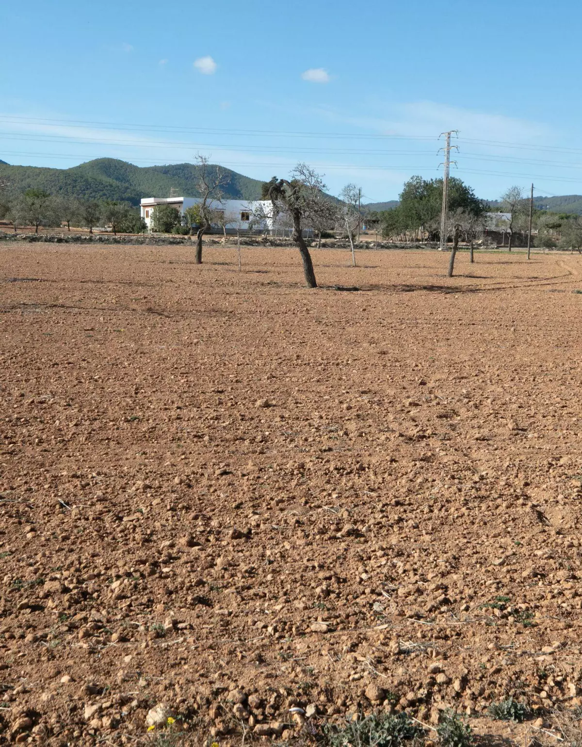 El campo ibicenco reclama medidas para evitar una sequía crónica