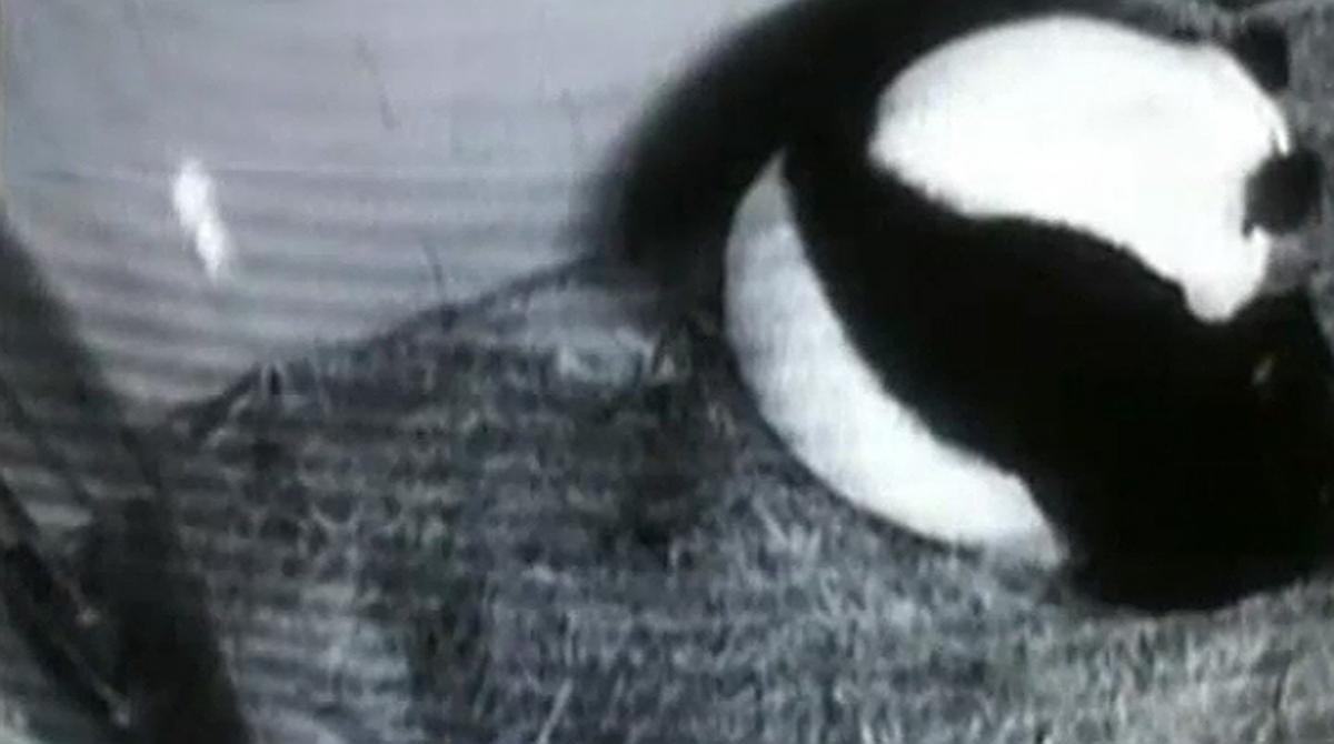 Lun Lun va ser inseminada artificialment al març i ha estat en observació les 24 hores a través d’una càmera.