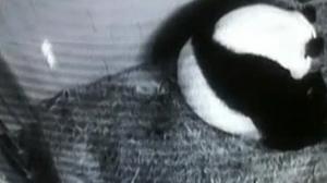 Lun Lun va ser inseminada artificialment al març i ha estat en observació les 24 hores a través d’una càmera.