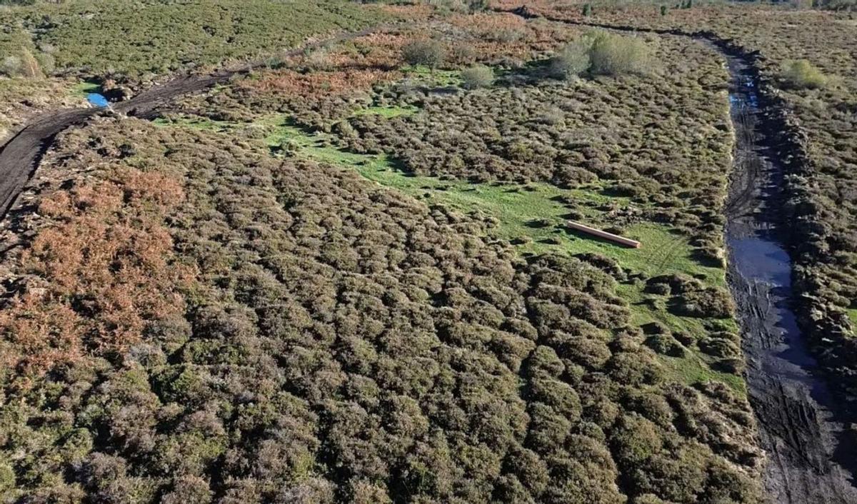 Hábitat de Interés Comunitario Prioritario en Chan de Lamas, afectado por cortes de maquinaria.