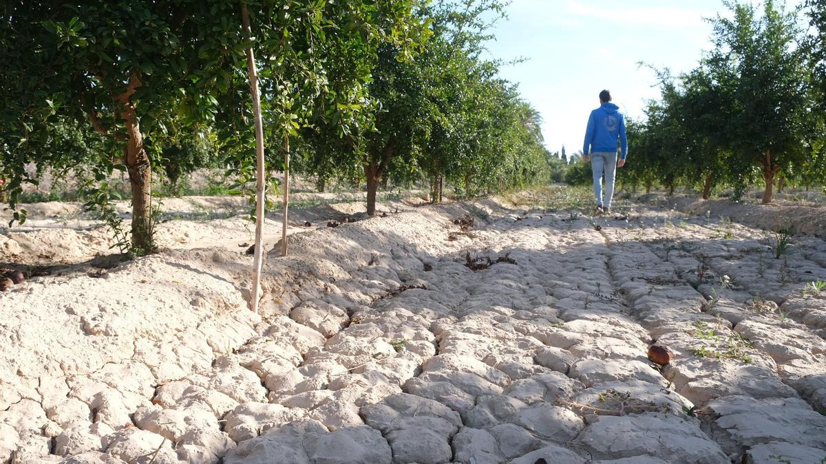 La agricultura de la provincia comienza a sufrir las consecuencias de los recortes del trasvase