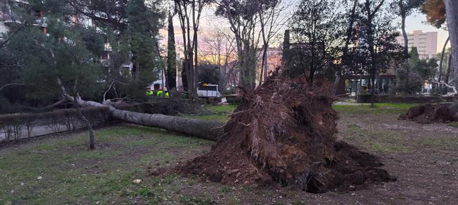 EN IMATGES | Comencen a retirar els arbres caiguts al Parc Bosc de Figueres per la llevantada