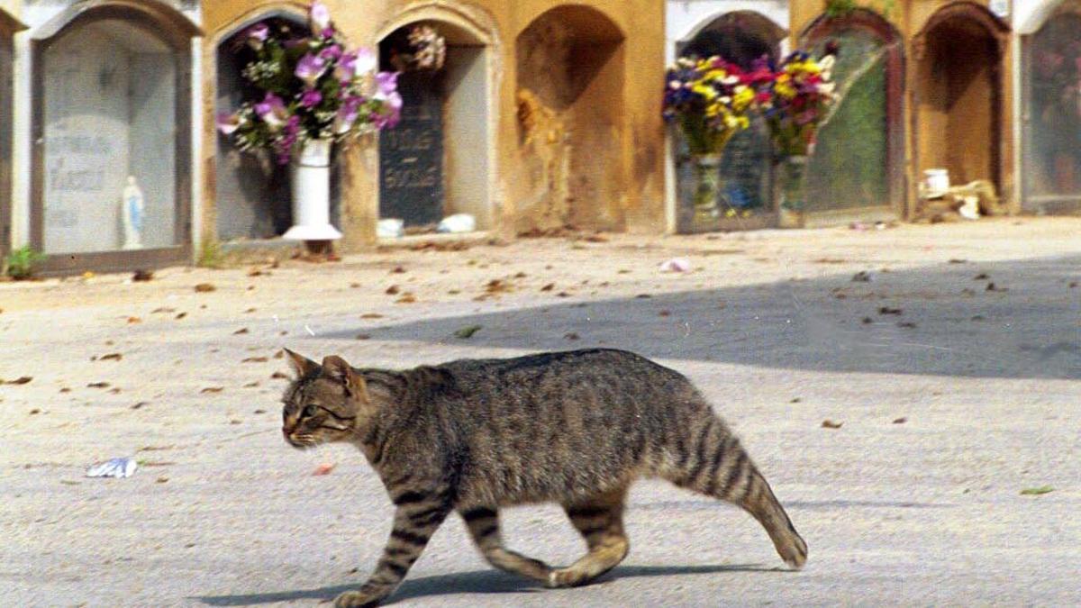 Gatos en el cementerio de Les Corts, en el año 2000