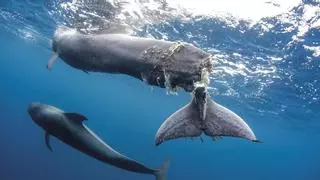 Aprueban un área de navegación lenta en el Mediterráneo para evitar choques contra ballenas