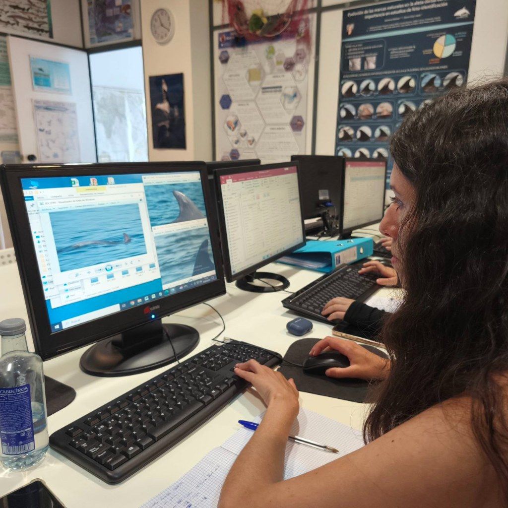 Biólogos, doctores y estudiantes del BDRI hacen un estrecho seguimiento de los mamíferos marinos en las rías de Vigo, Pontevedra y Arousa.