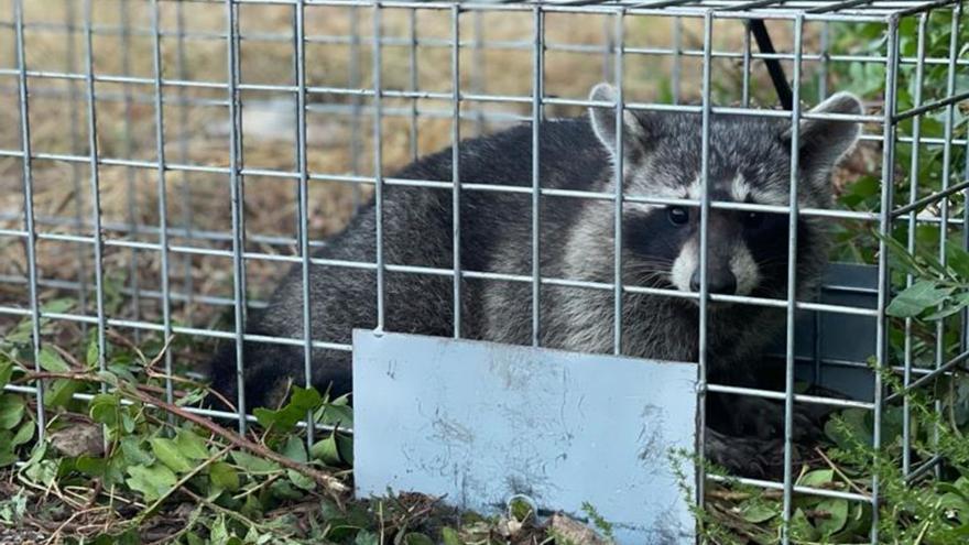 Sieht putzig aus, ist aber gieriger Allesfresser und Raubtier: ein in eine Falle gegangener Waschbär auf Mallorca.  | FOTO: COFIB