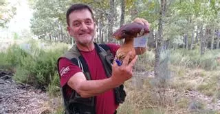 Campaña de setas en Benavente: Buenas expectativas en cuanto a cantidad y variedad de especies