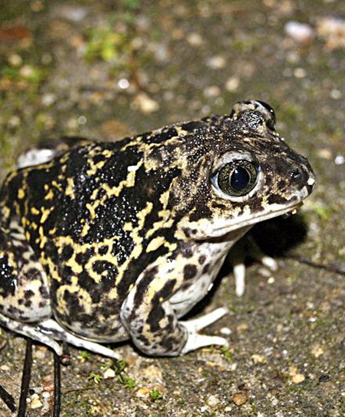 La riqueza natural de A Illa: elaboran un atlas sobre anfibios y reptiles del municipio | 4