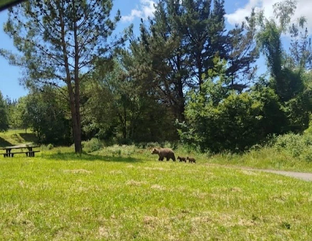Osa con oseznos en el área recreativa de la carretera AS-219, cerca de Navelgas.