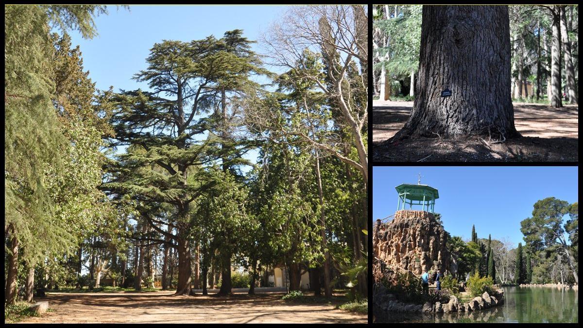 cedrus cedro atlantica parc sama cambrils