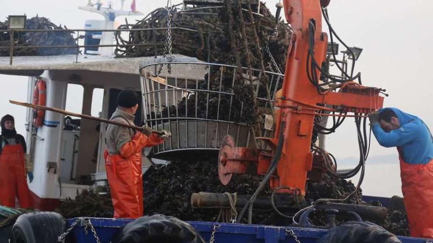 Un barco auxiliar de acuicultura cargando mejillón en aguas de O Grove. // Muñiz