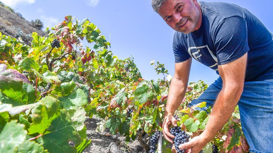 Viñedos de Gran Canaria que crecen al paso de Javier Ventura