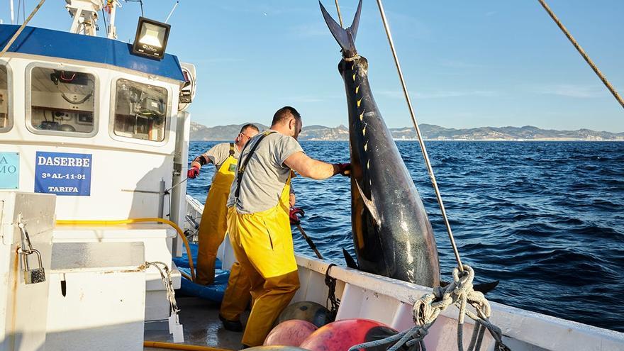 Innovación en la pesca del atún rojo: calidad bajo demanda y sostenibilidad