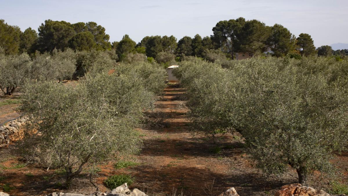 Imagen de archivo de unos olivos en Navarrés.