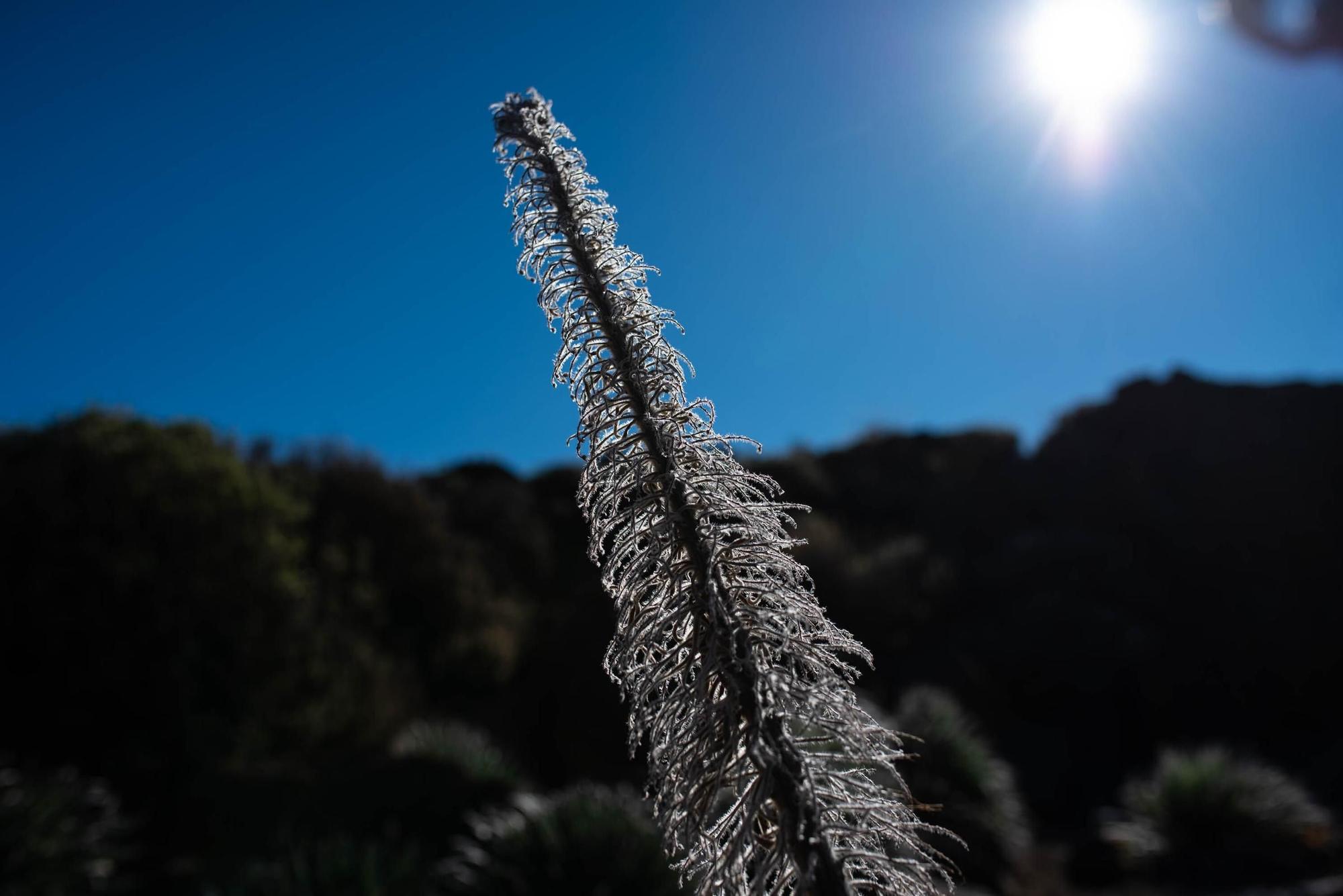 Vivero Parque Nacional del Teide (El Portillo)