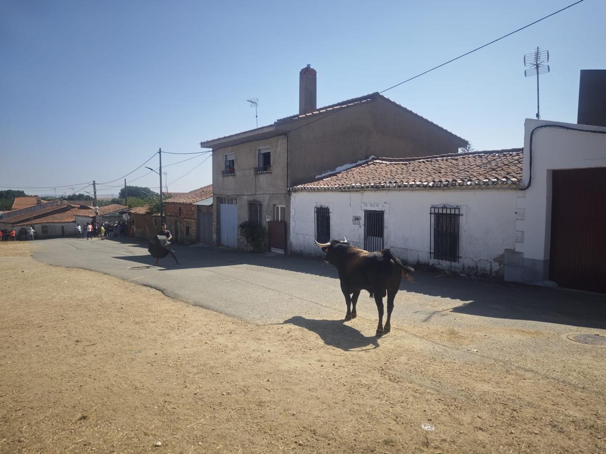 Unos toros "reservones" y unas vacas "muy bravas" ponen el broche a las fiestas de El Maderal Unos toros "reservones" y unas vacas "muy bravas" ponen el broche a las fiestas de El Maderal