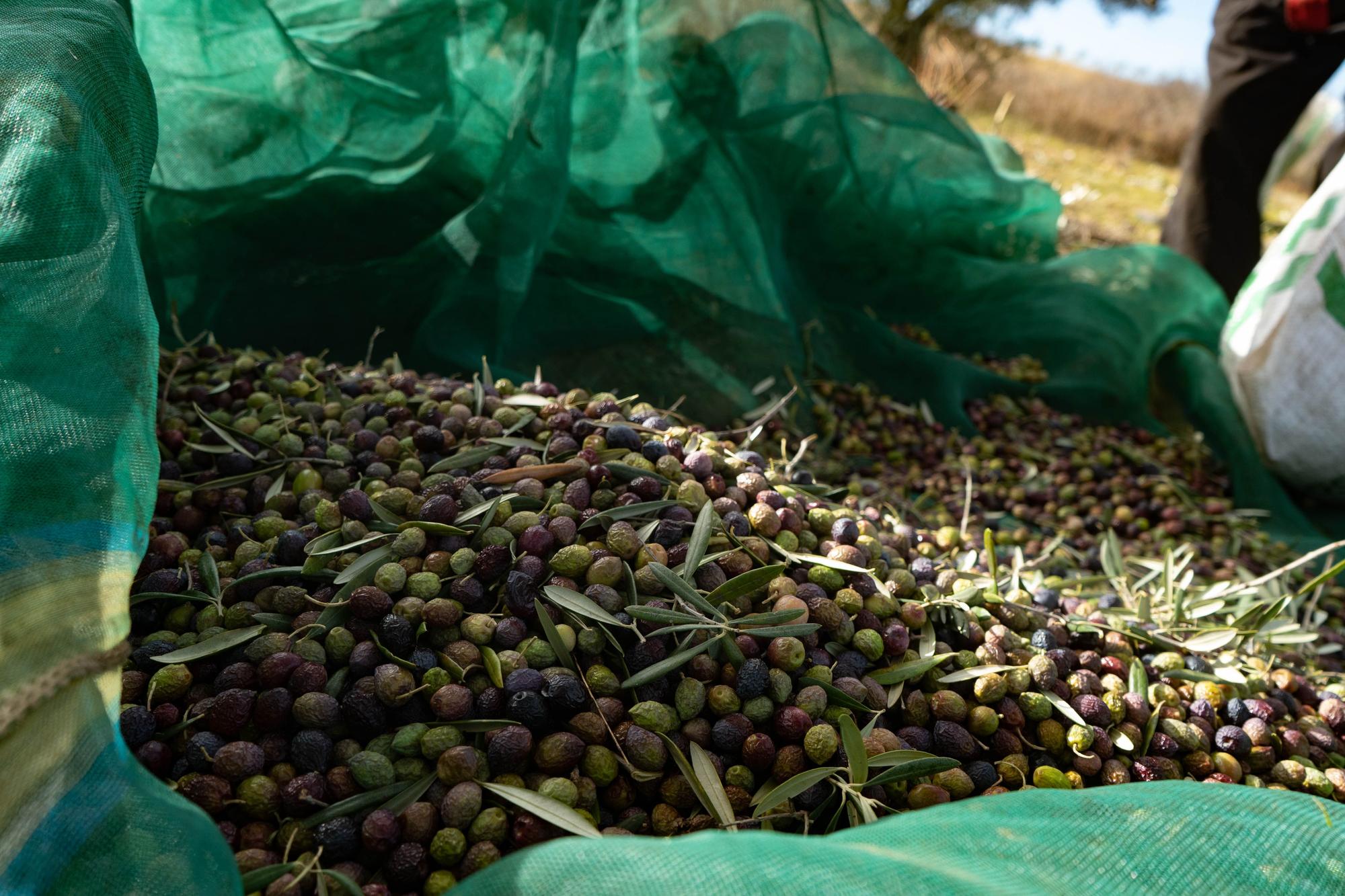 GALERÍA | Recogida de la aceituna en Fermoselle