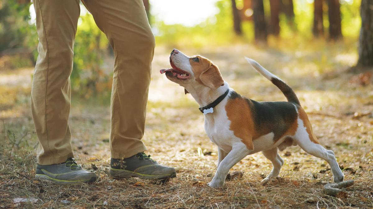 Los perros tiene una gran capacidad para entender los gestos humanos.