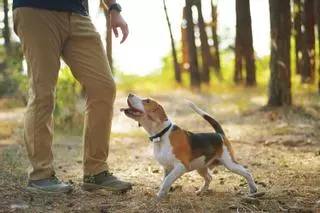La domesticación del perro cambió su apariencia y su mente