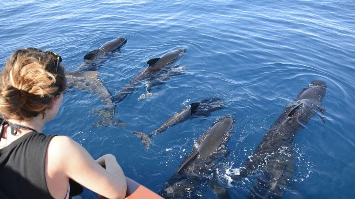 Avistamiento de cetáceos. | CETÁCEOS Y NAVEGACIÓN