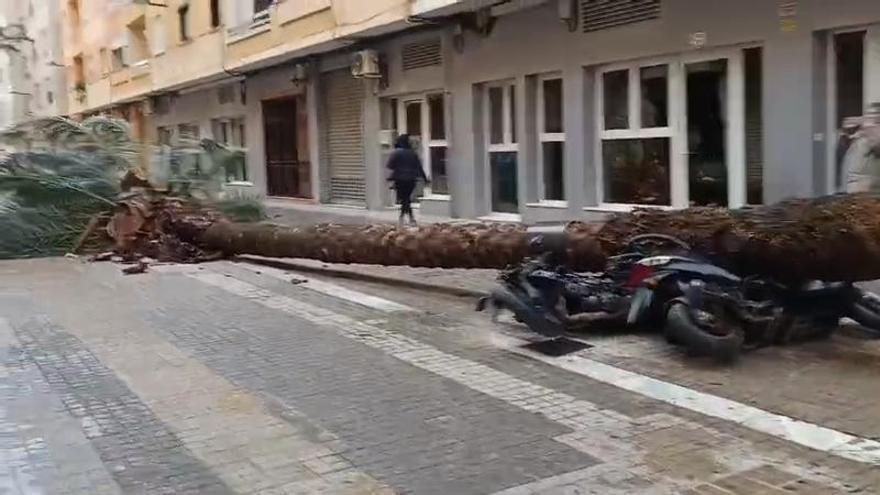 El viento tumba una palmera en Alaquàs