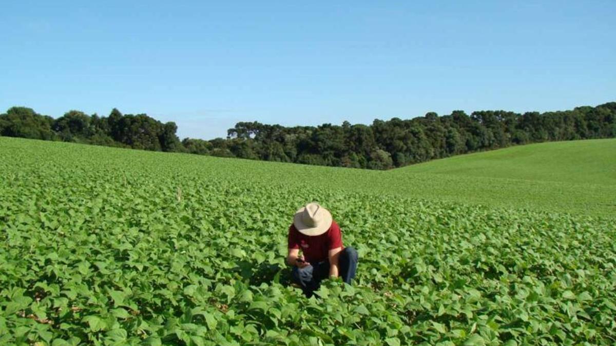 El cambio climático reduce un 21% la productividad agrícola mundial desde 1961