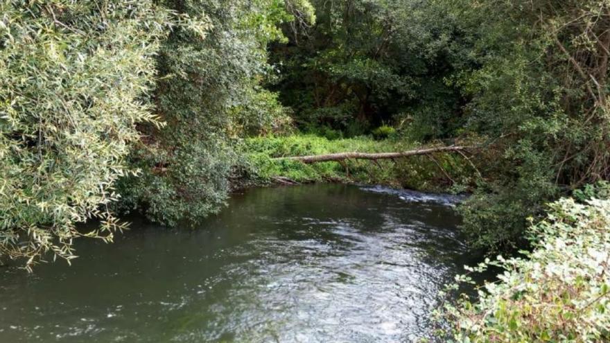 Un árbol caído y vegetación sin desbrozar en el cauce del río Mero, en Ponte Cela. |   // LA OPINIÓN