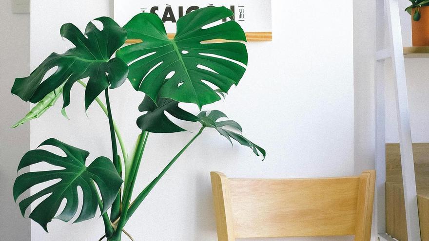 Planta Monstera.