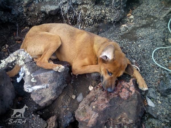 Hallan un perro apaleado en Lanzarote