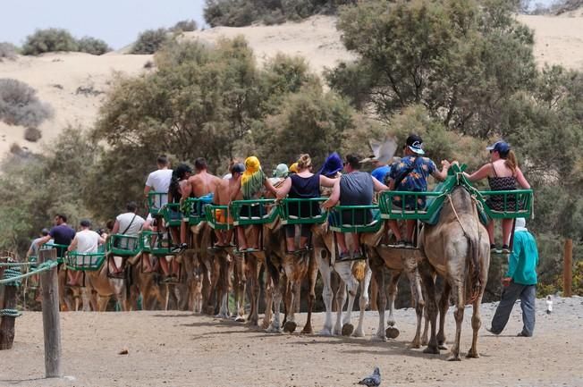 Reportaje excursiones con camellos en las Dunas ...