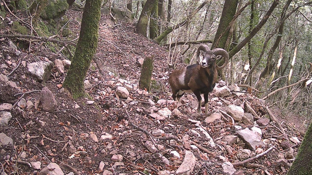 Una càmera capta el pas d'un mufló en un espai natural