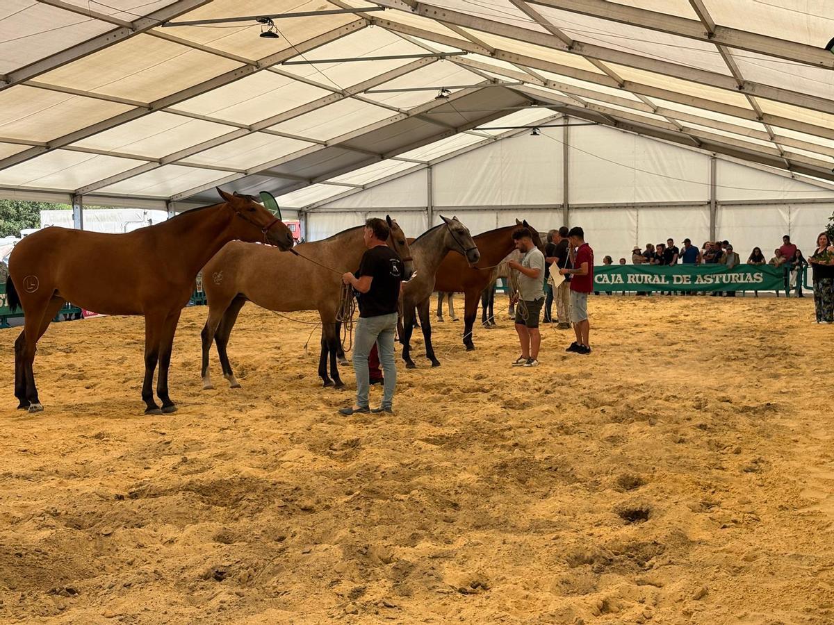 Tineo reúne a los mejores ejemplares de pura raza española y cruzados en su concurso caballar