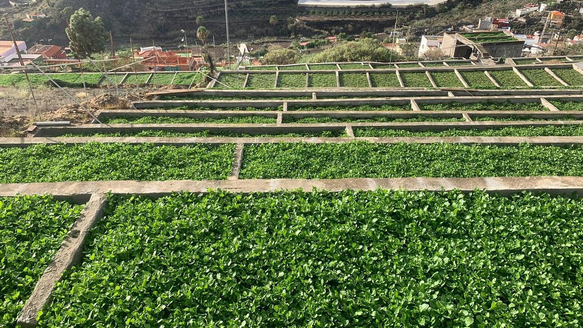 Plantación de berros en Gran Canaria