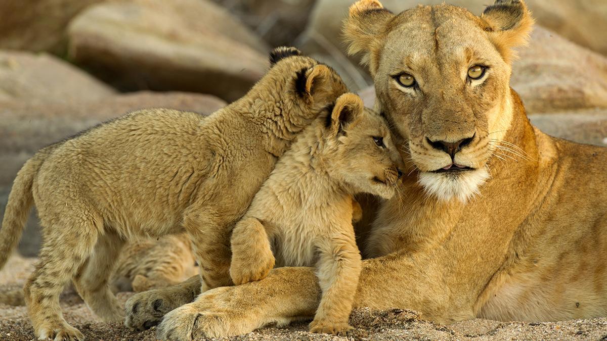 Una leona con sus crías, una de las escenas más emocionantes que pueden vivirse durante un safari.
