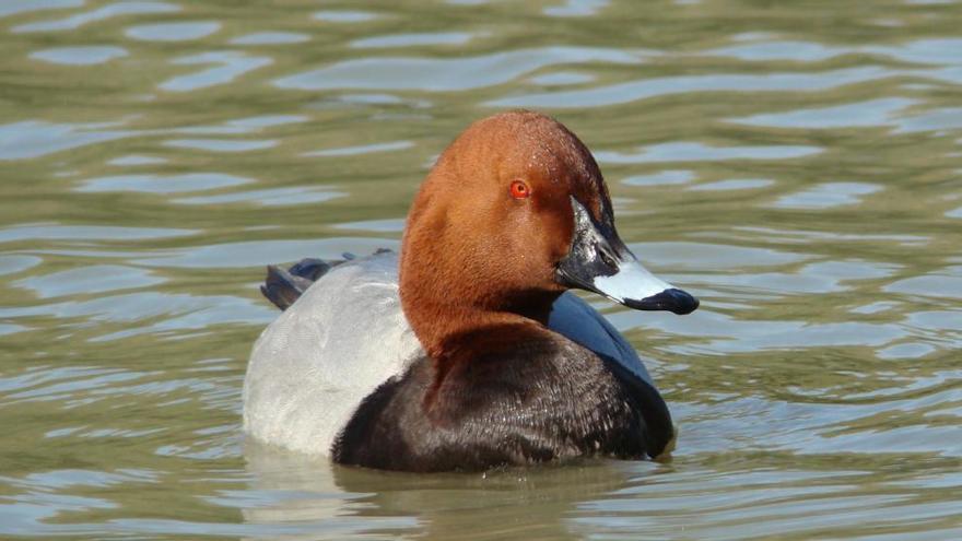 Prohibida la caza de aves en Asturias al refugiarse en la costa especies por el temporal