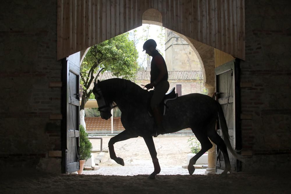 Coronavirus en Córdoba: ¿Quién cuida de los caballos en Caballerizas?