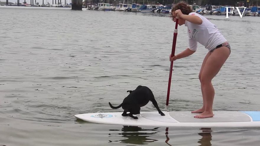 Asistimos a una clase de pádel surf... con perros