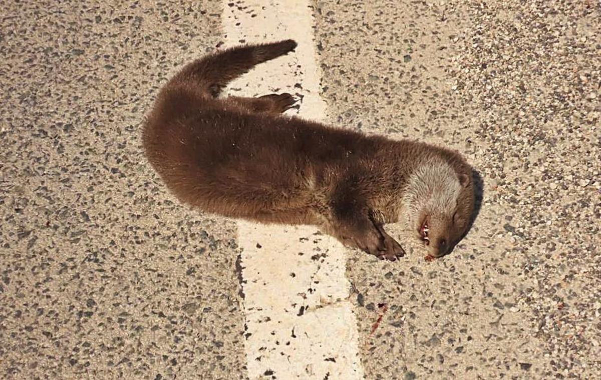 Una cría de nutria muerta tras ser arrollada estos días. | INFORMACIÓN