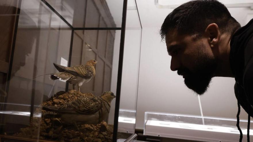 El mejor taxidermista de España luce sus aves en este museo de Gijón