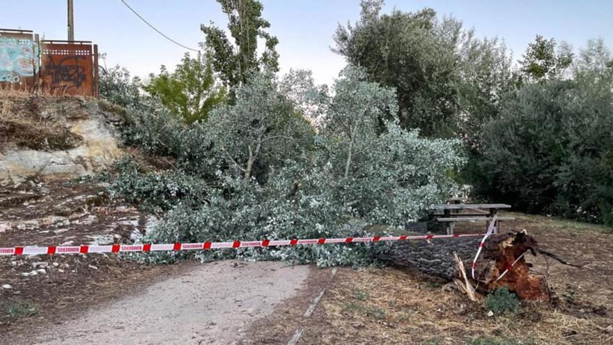 Los vecinos de Zamora, preocupados por la caída de árboles y ramas
