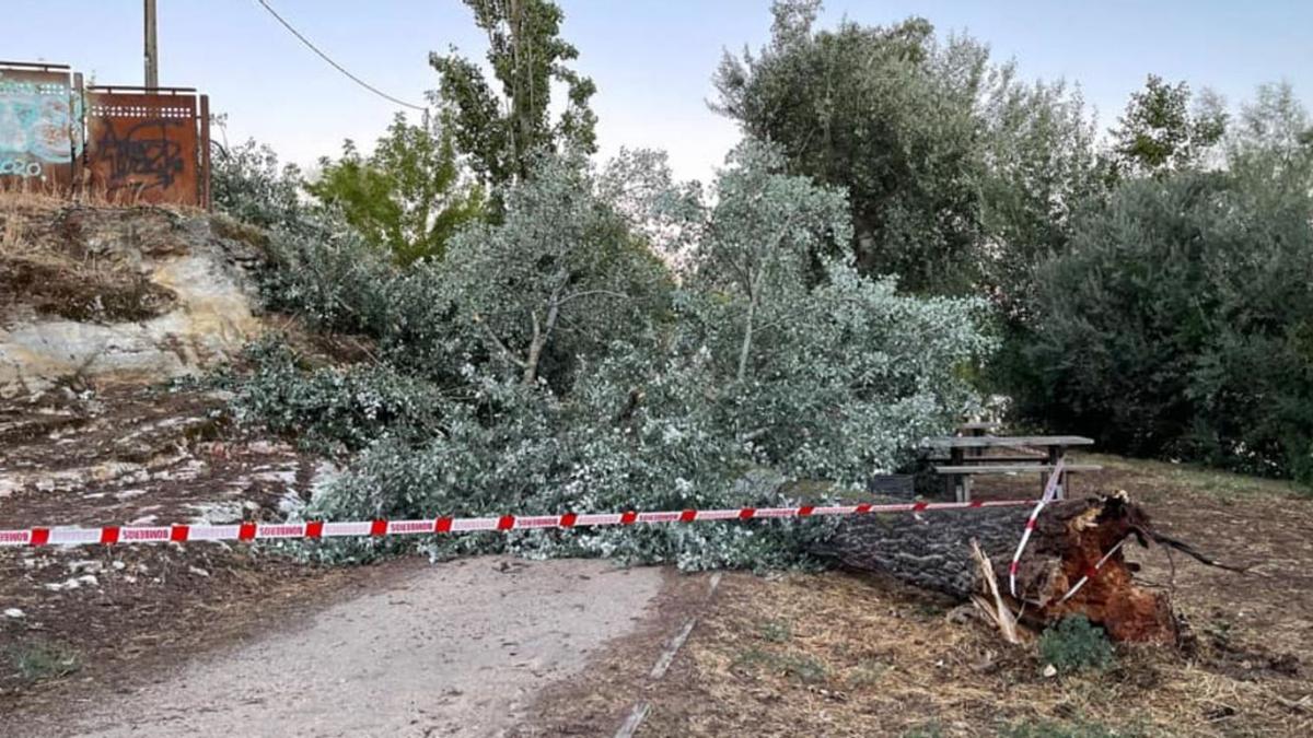 Árbol caído en la Fuente de los Compadres .  | Cedida