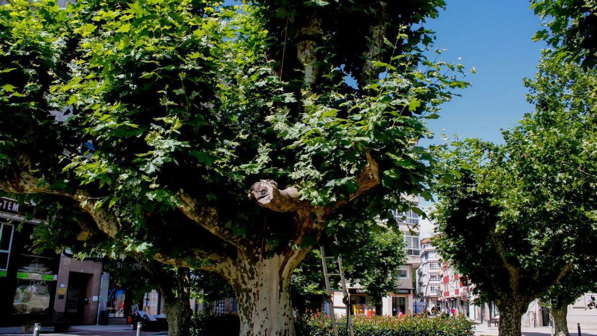 Las heridas de las talas drásticas son muy visibles en los árboles de los parques vilagarcianos.  | // I.ABELLA 