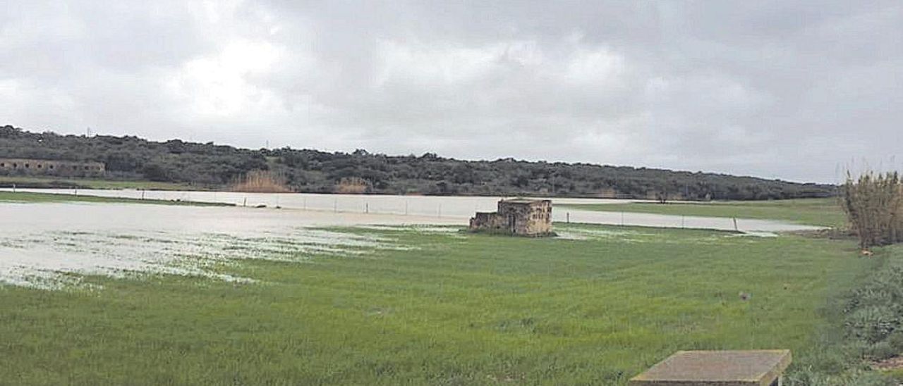 No es pot sembrar sense saó, i per tant, s’ha de fer després de ploure.