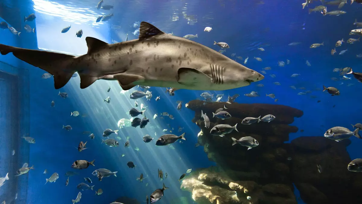 Palma Aquarium: horario, precio de las entradas y peces más espectaculares