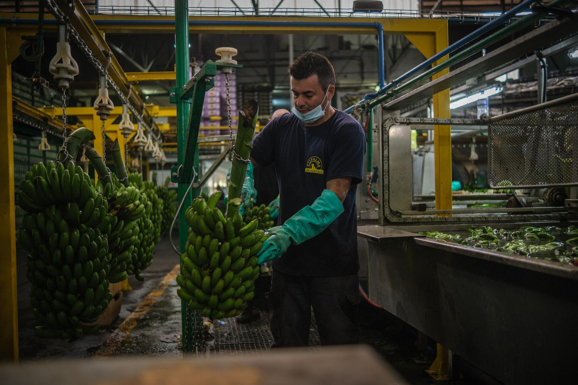 Corte, transporte y empaquetado de plátanos en La Palma